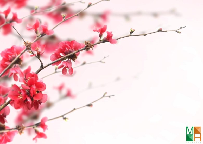 Tranh dán tường hoa đào FW - 050